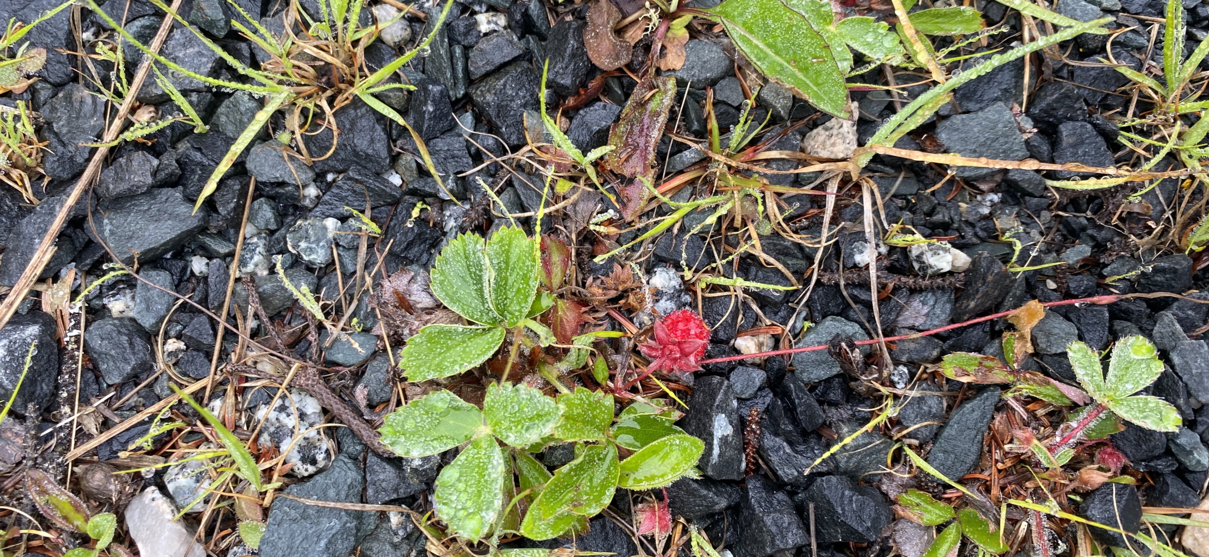 Strawberries